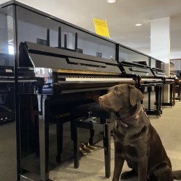 Yamaha b3e PE von 2019 in Schwarz glänzend